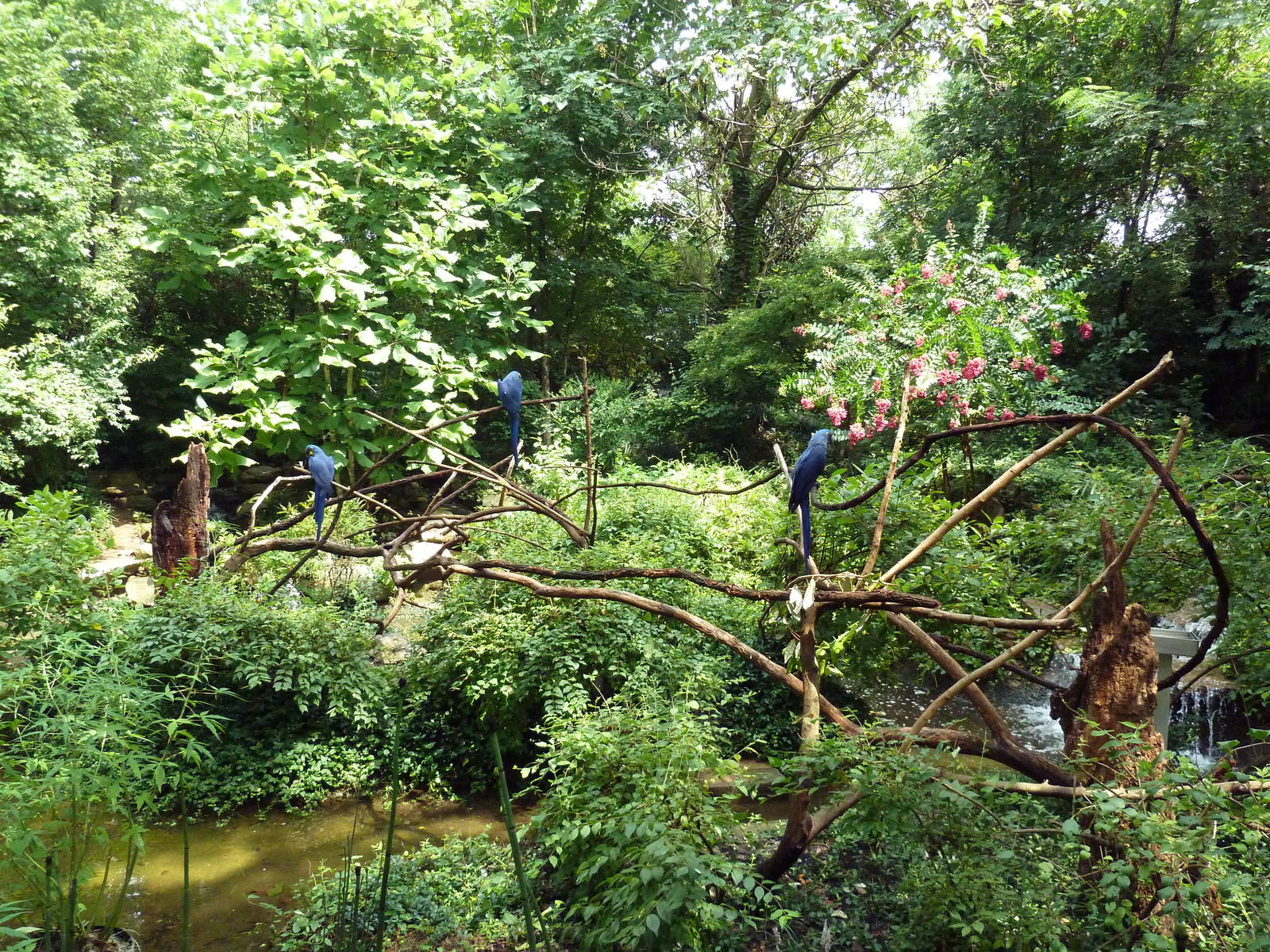 Hyacinth Macaw Exhibit