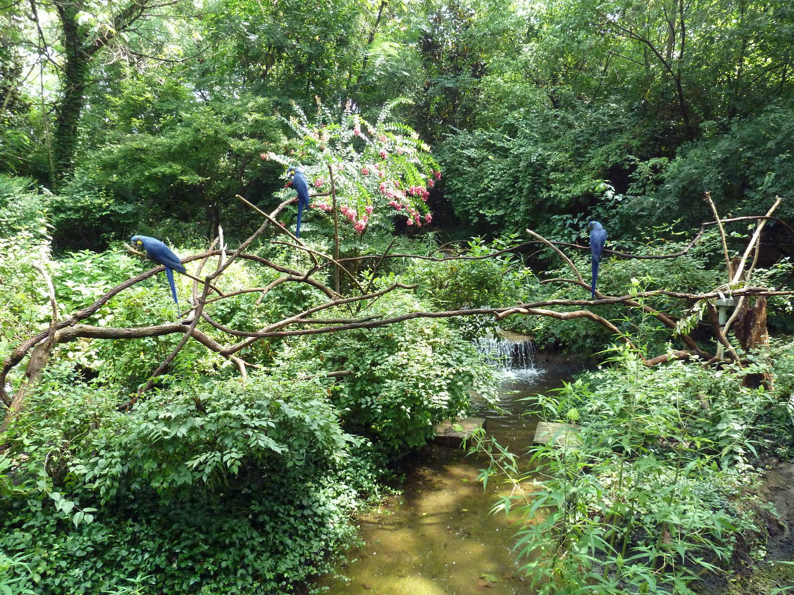 Hyacinth Macaw Exhibit