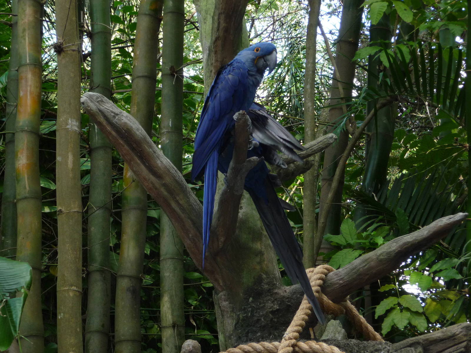 Hyacinth Macaw Exhibit