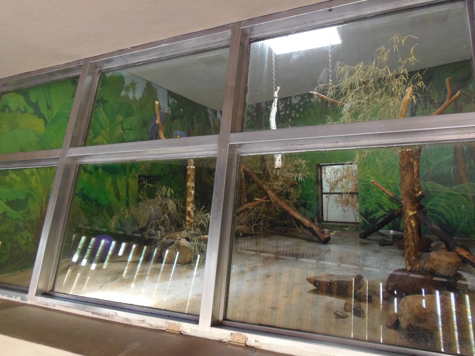 Hyacinth Macaw Exhibit