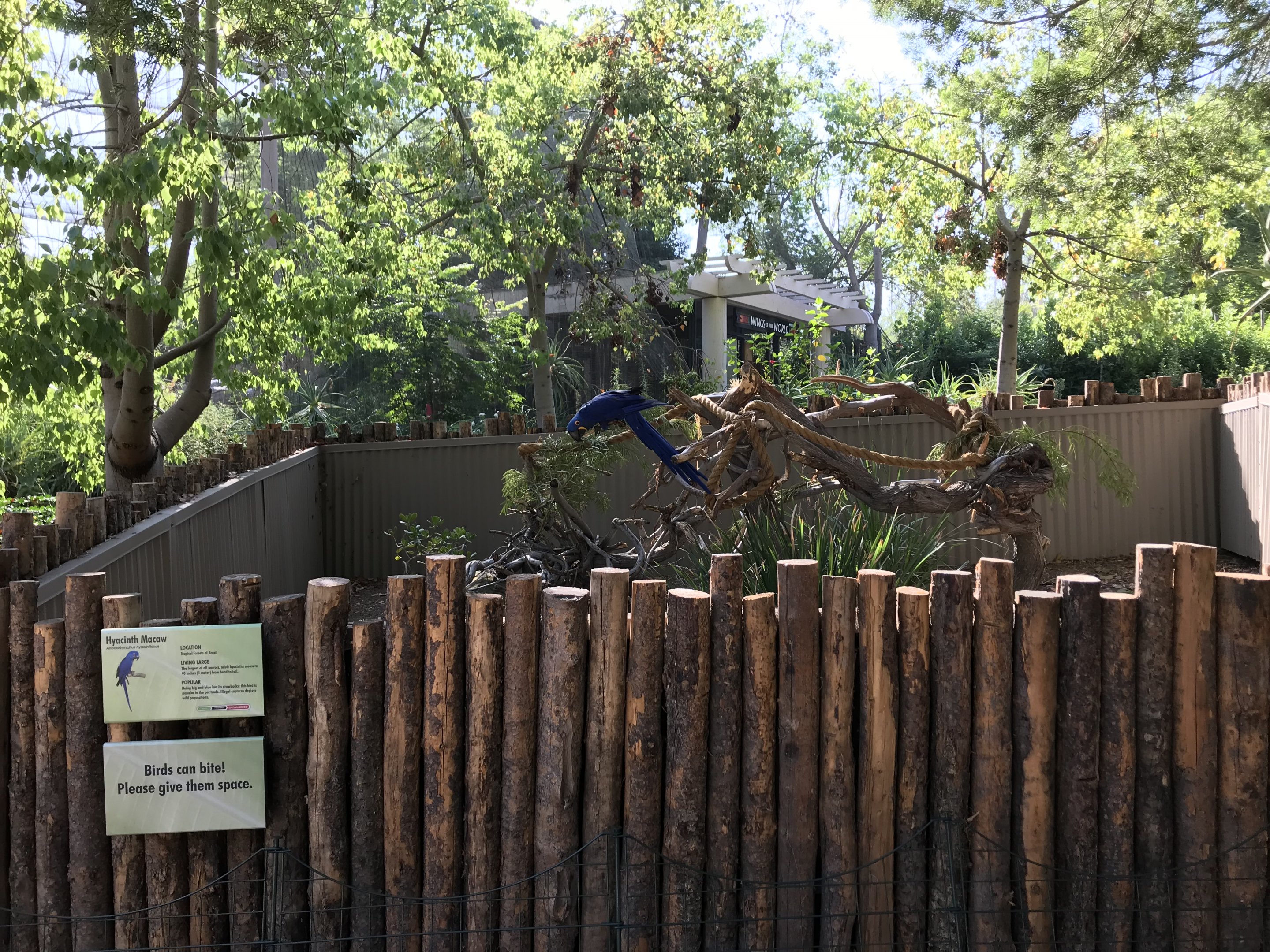 Hyacinth Macaw Exhibit