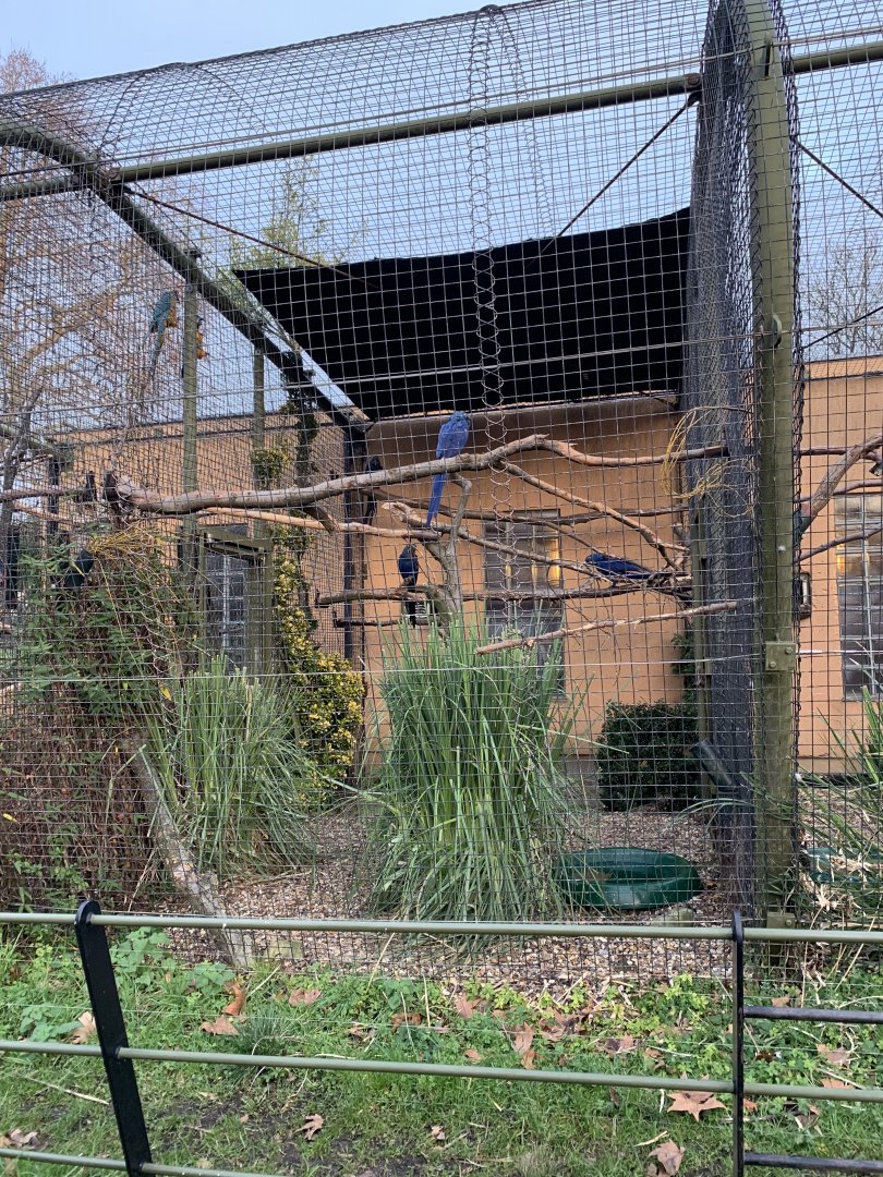 Hyacinth Macaw Exhibit