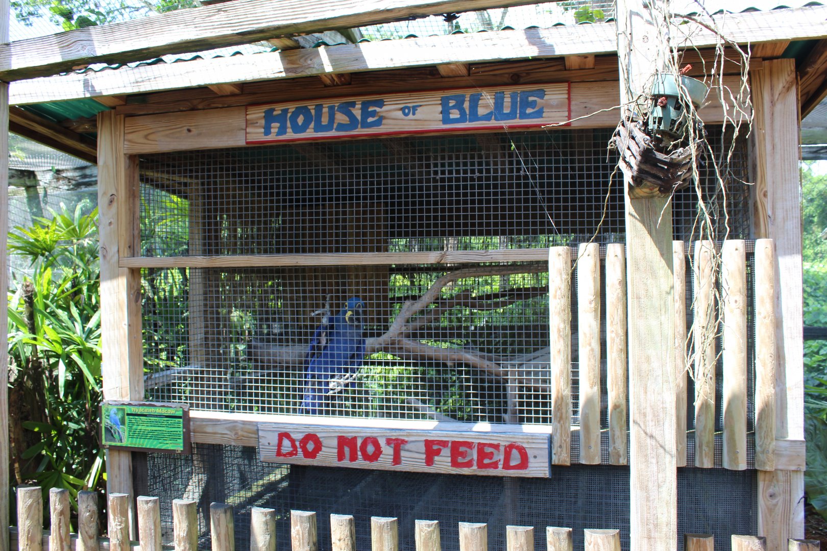 Hyacinth Macaw Exhibit