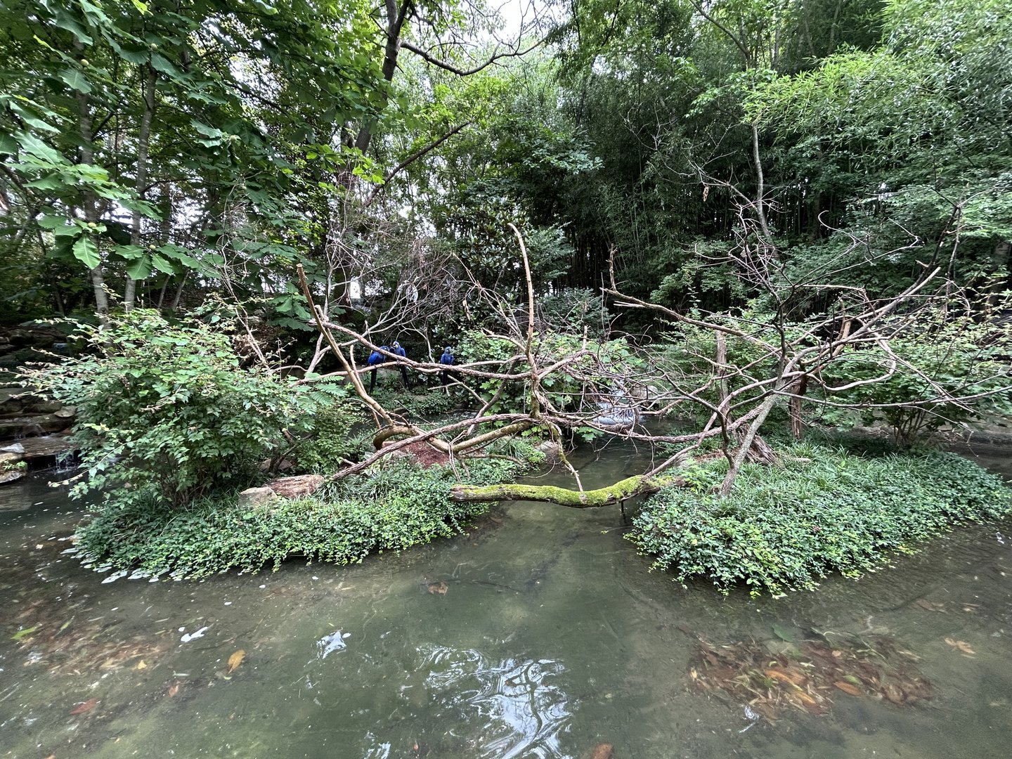 Hyacinth Macaw Exhibit