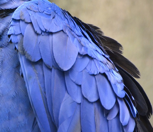 Hyacinth macaw feathers.