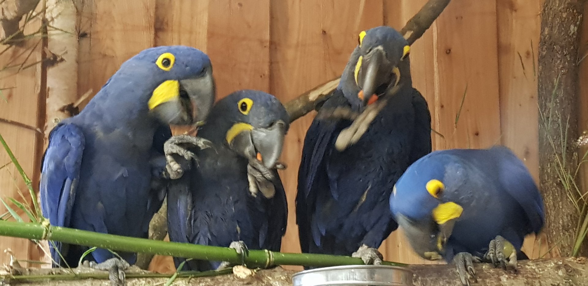 Hyacinth macaw feeding