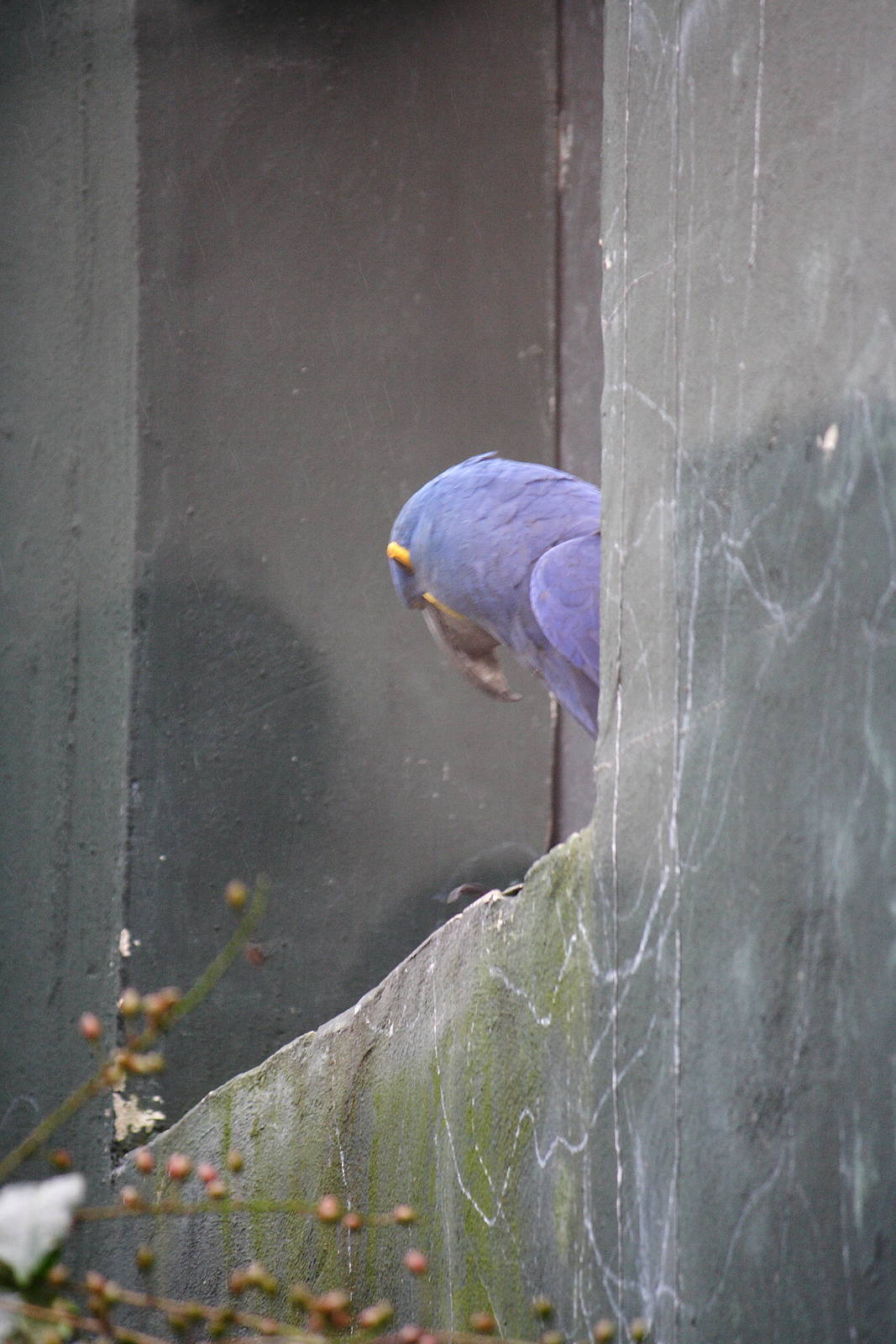 Hyacinth macaw fledgling
