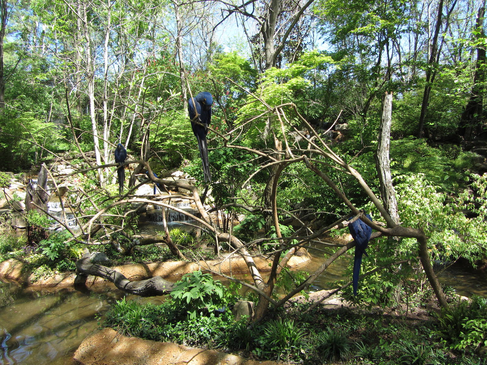 Hyacinth Macaw Islands