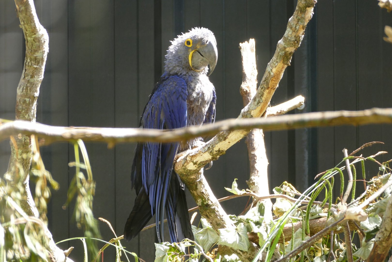 Hyacinth macaw, June 2022