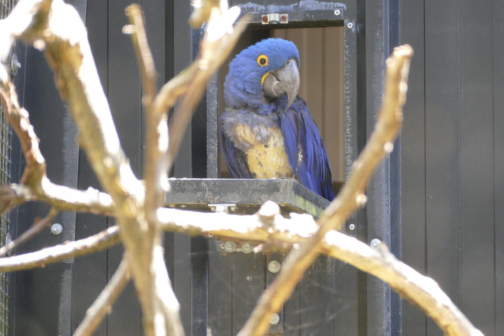 Hyacinth macaw, June 2022