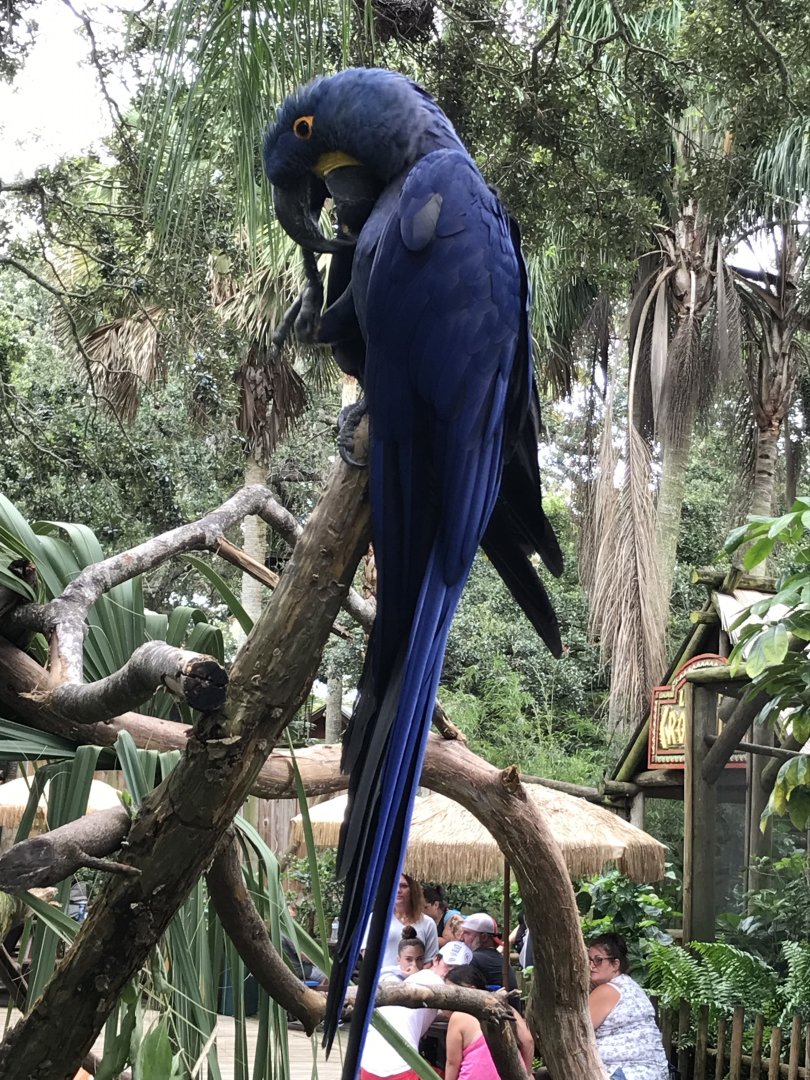 Hyacinth macaw (Neptune)