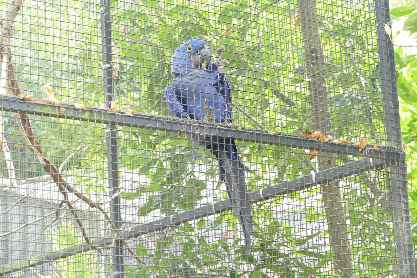 Hyacinth macaw, October 2020