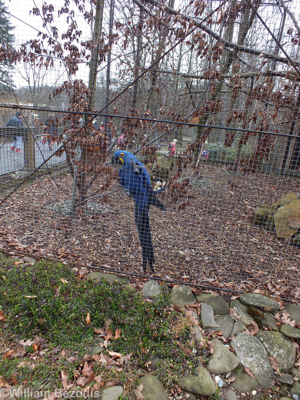 Hyacinth Macaw Outdoor Area
