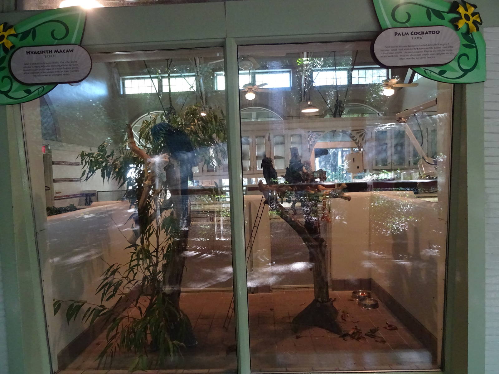 Hyacinth Macaw / Palm Cockatoo Exhibits at Busch Gardens Tampa