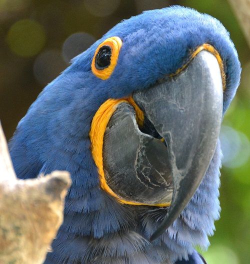 Hyacinth macaw portrait