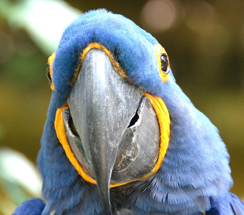 Hyacinth macaw portrait