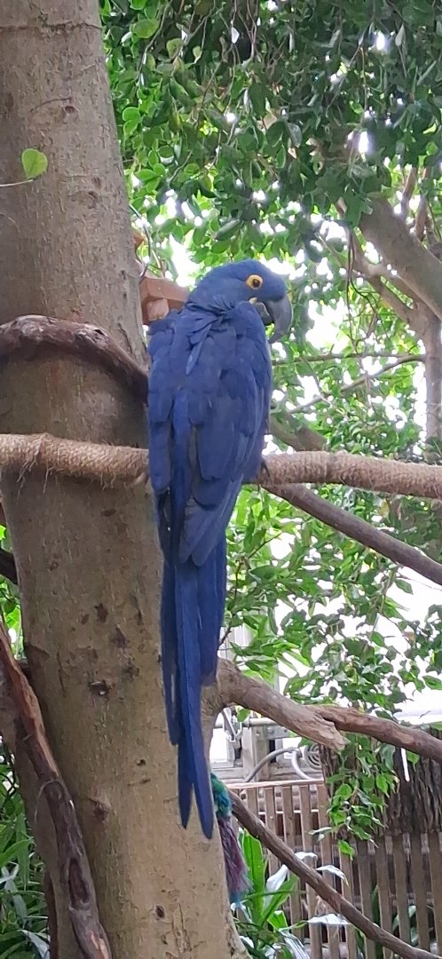 Hyacinth macaw relaxing on a branch at the national aviary