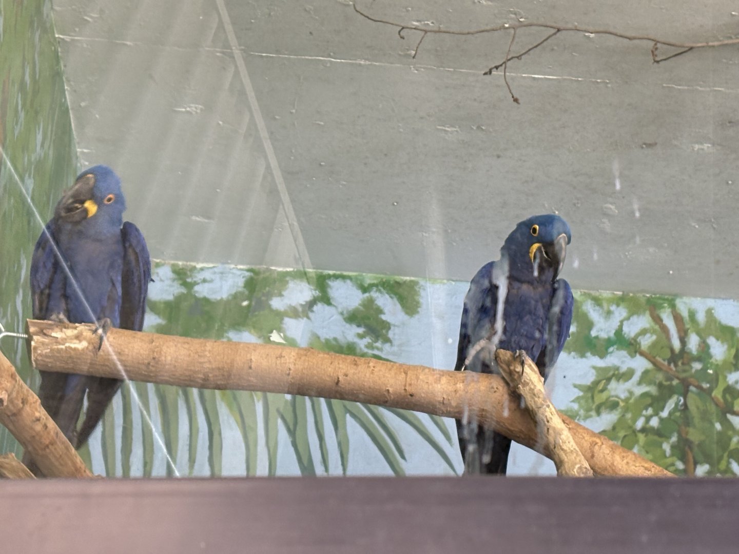 Hyacinth Macaw - Seen January 26, 2025