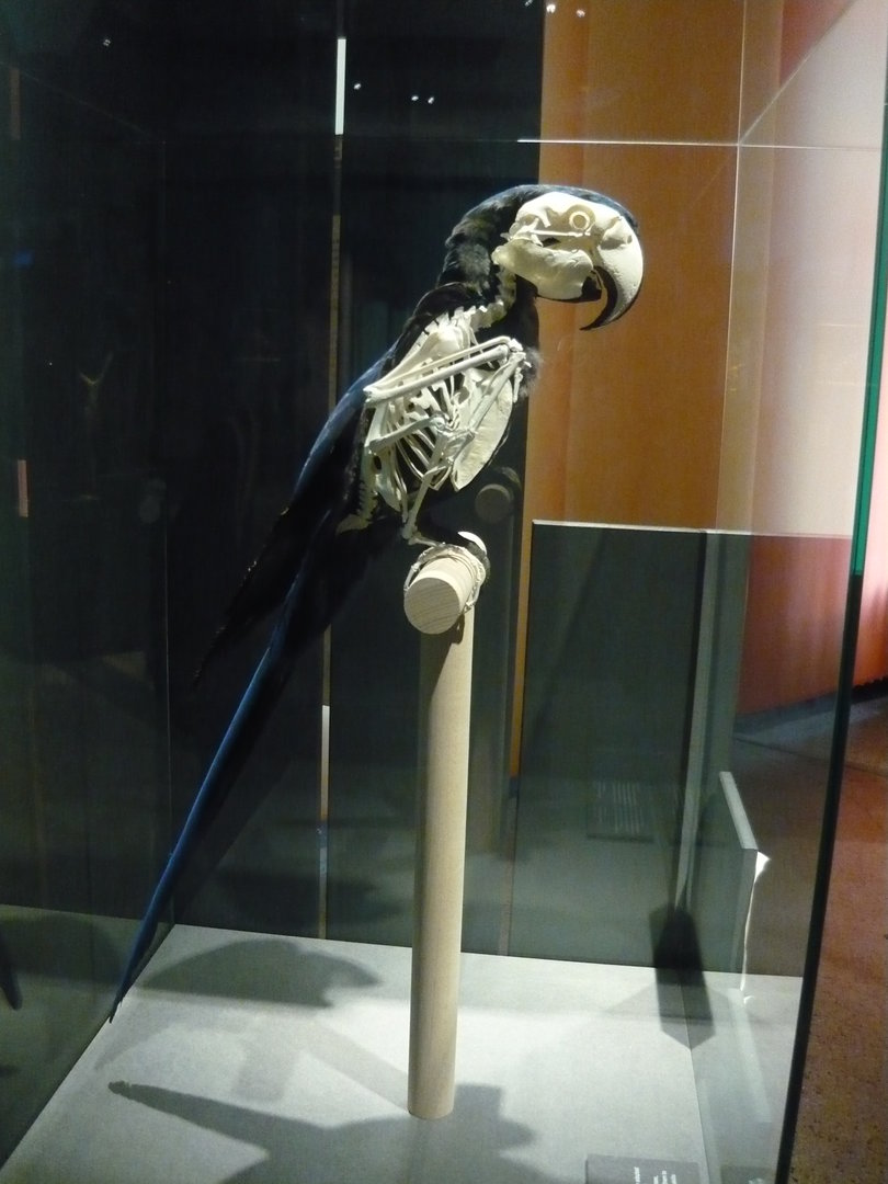 Hyacinth macaw skeleton