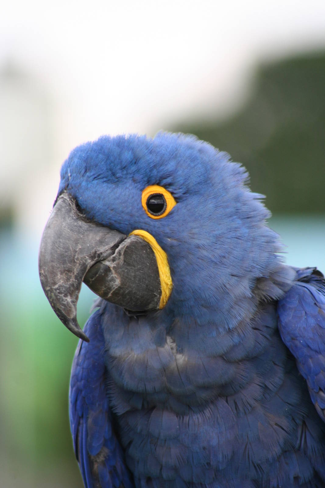 Hyacinth Macaw @ Whipsnade; 02.07.2011