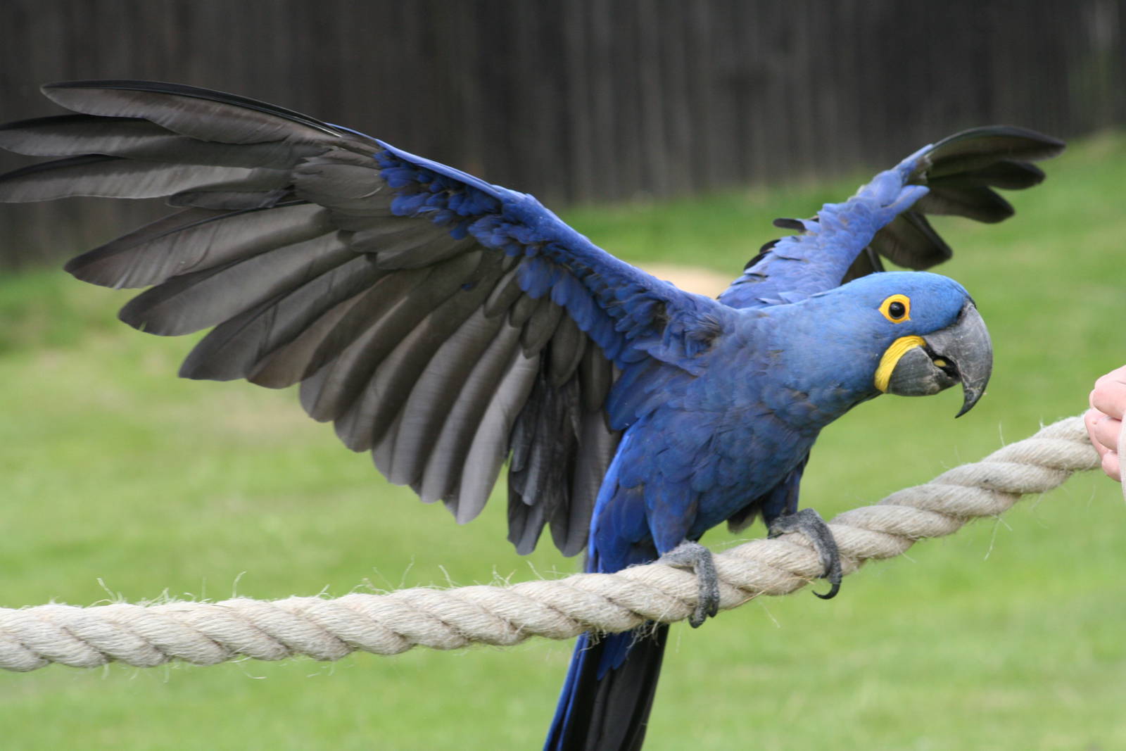 Hyacinth Macaw @ Whipsnade; 02.07.2011