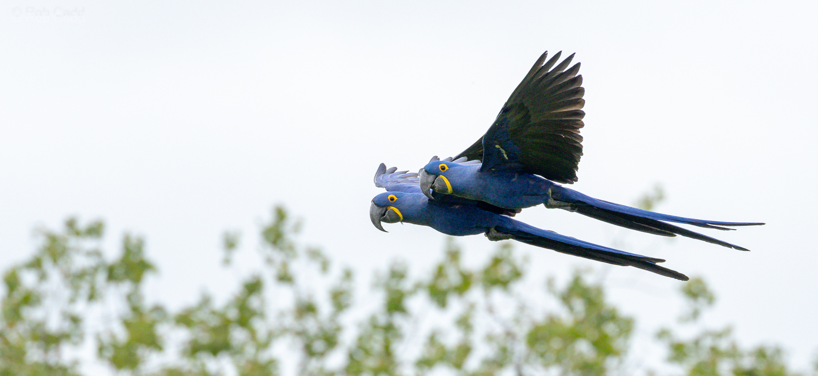 Hyacinth macaw : Whipsnade : 24 May 2024