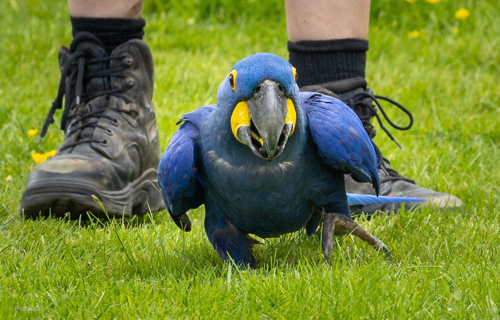 Hyacinth macaw : Whipsnade : 27 May 2024