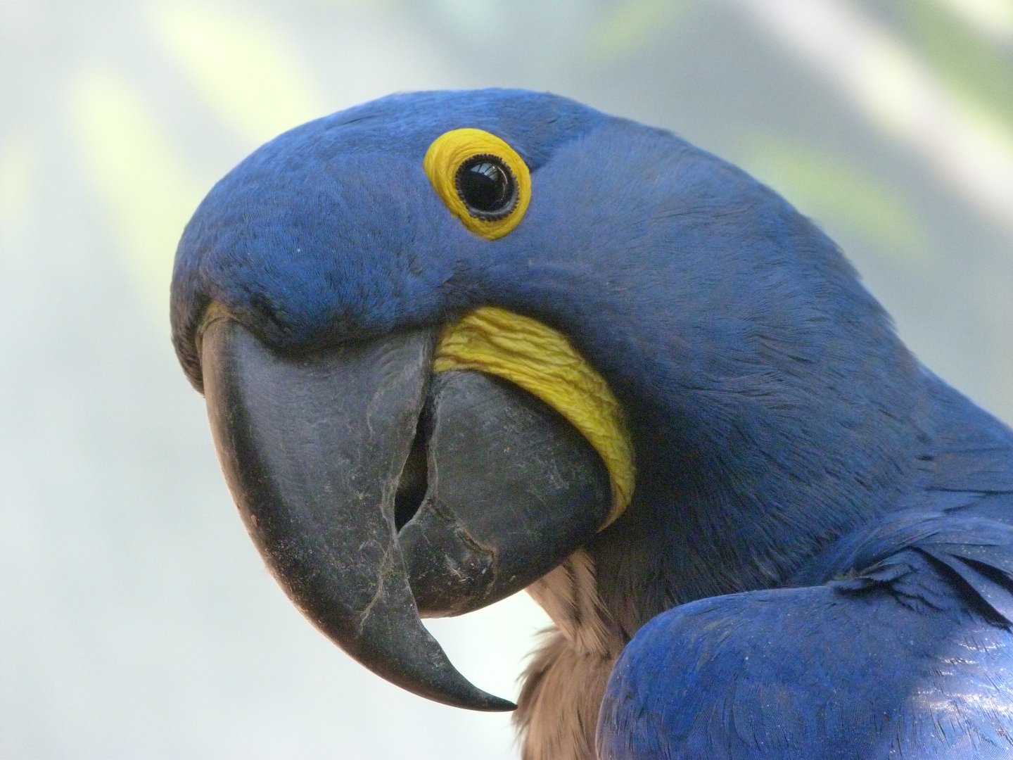Hyacinth macaw -Zoo Praha (2025)