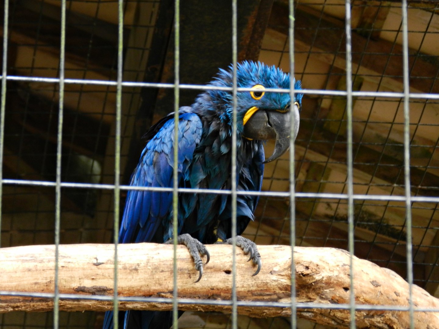 Hyacinth macaw - Zooparque itatiba