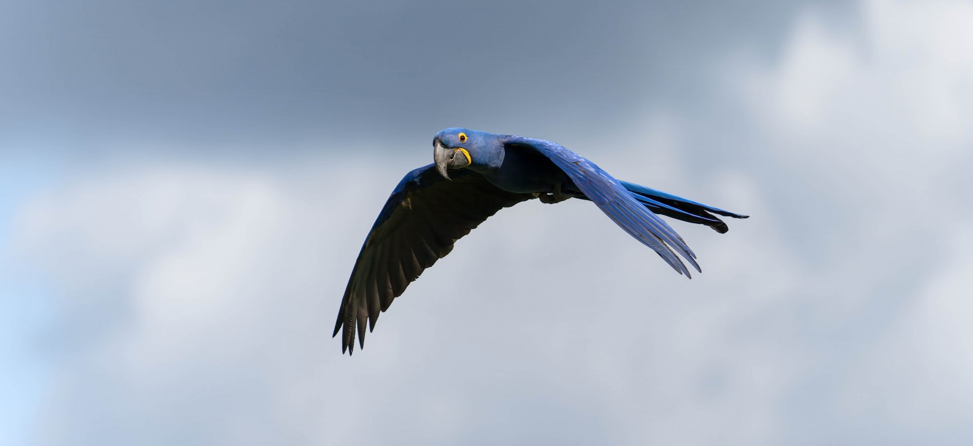 Hyacinth macaw, ZSL Whipsnade, UK