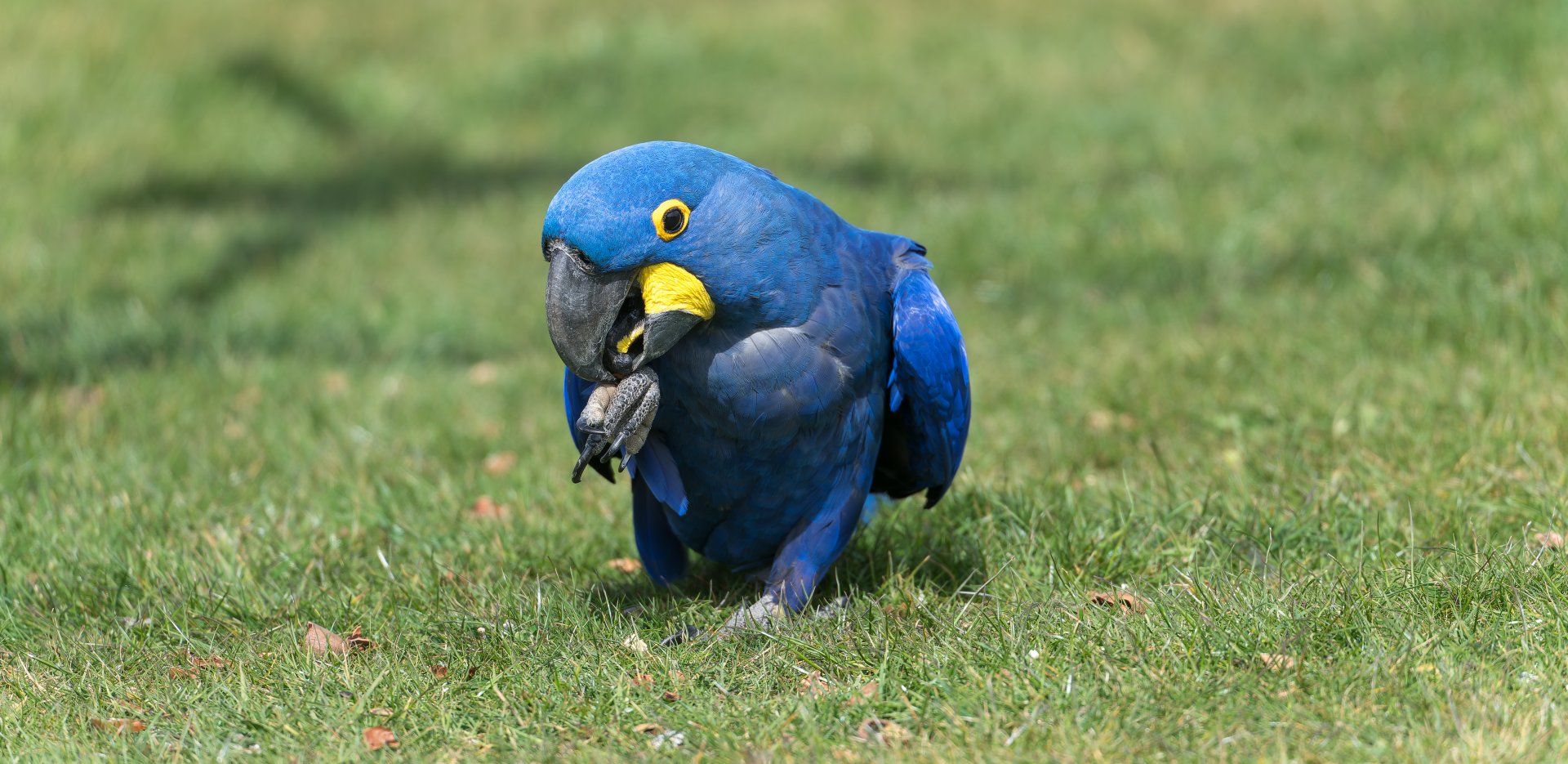 Hyacinth Macaw, ZSL Whipsnade, UK