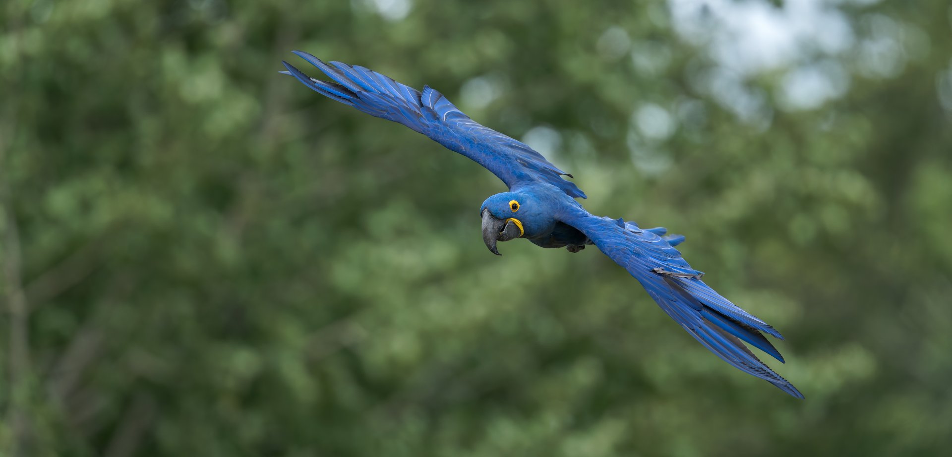 Hyacinth Macaw, ZSL Whipsnade, UK