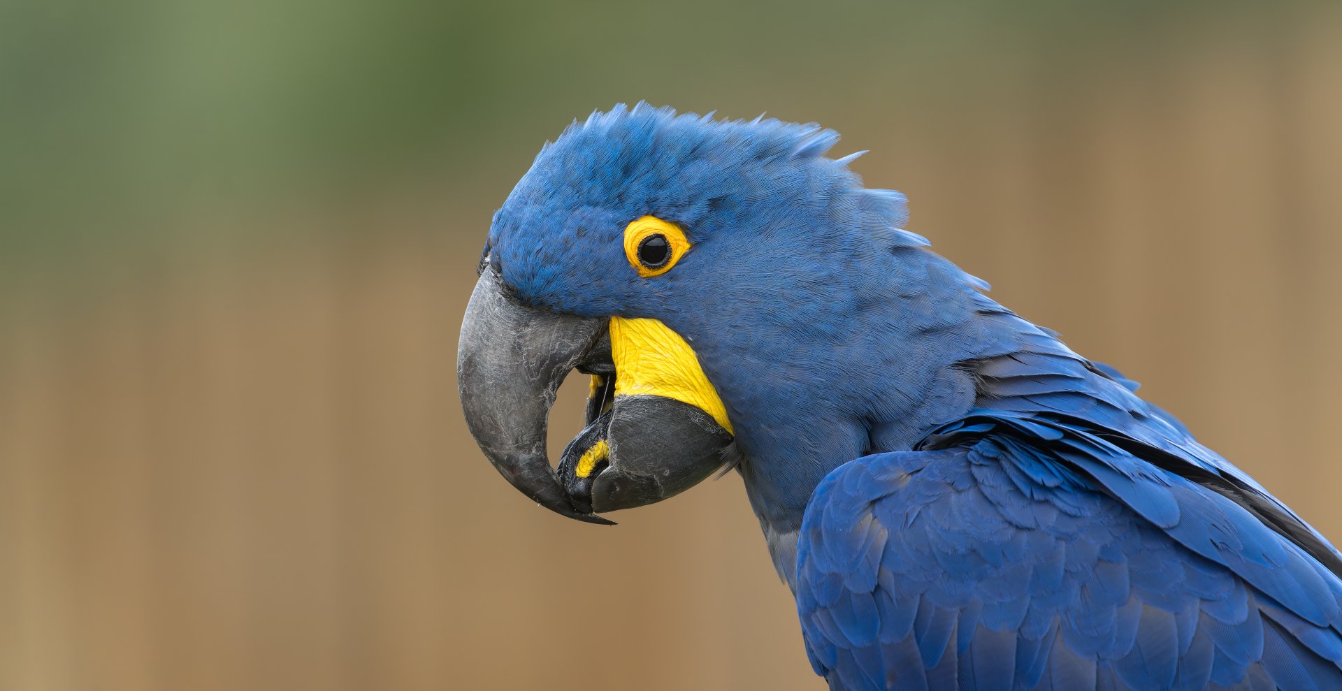 Hyacinth Macaw, ZSL Whipsnade, UK