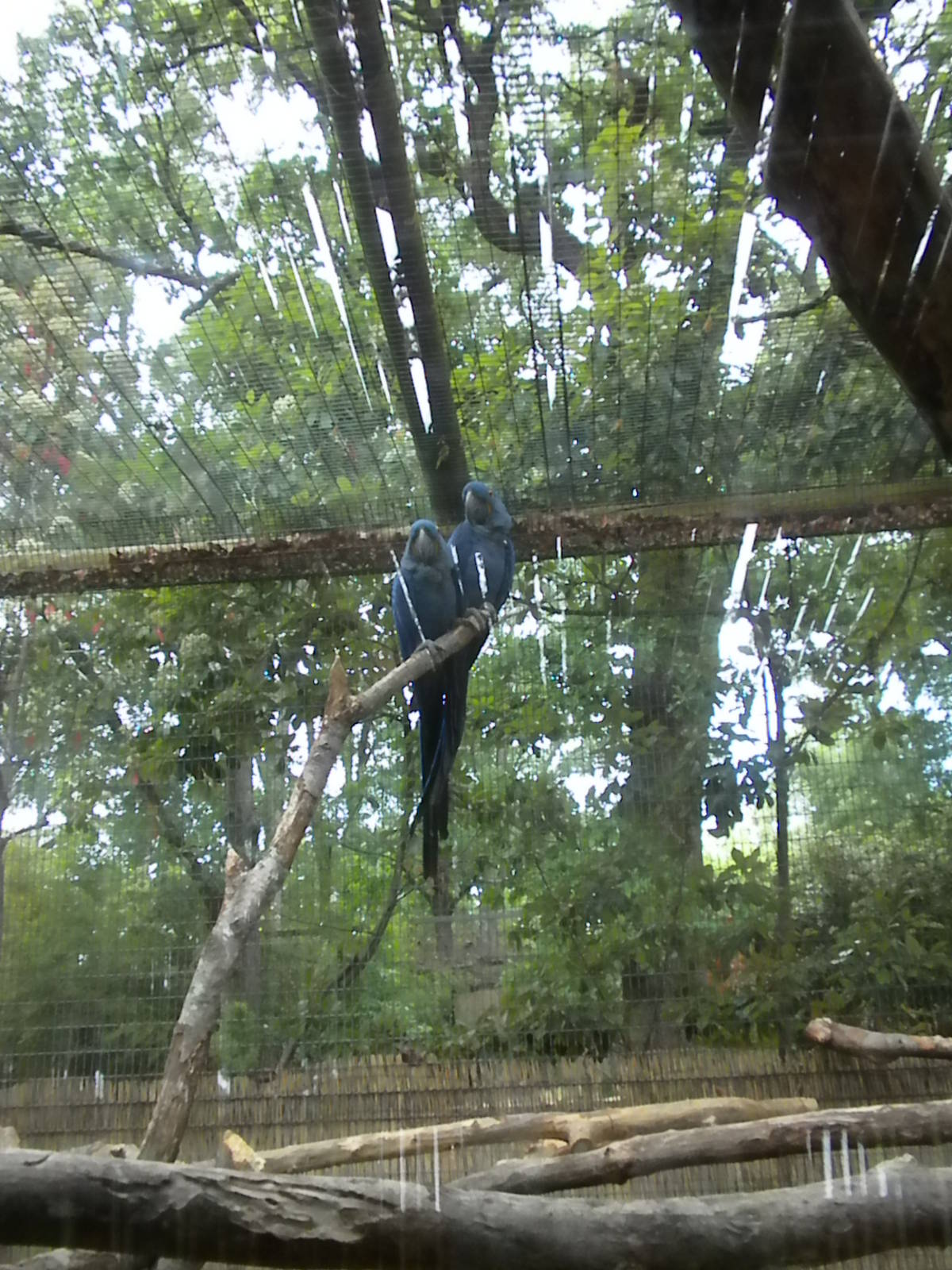 Hyacinth Macaw
