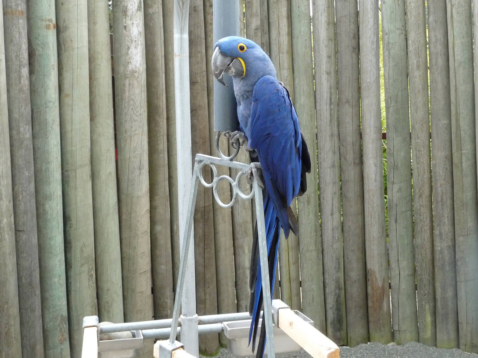 Hyacinth Macaw