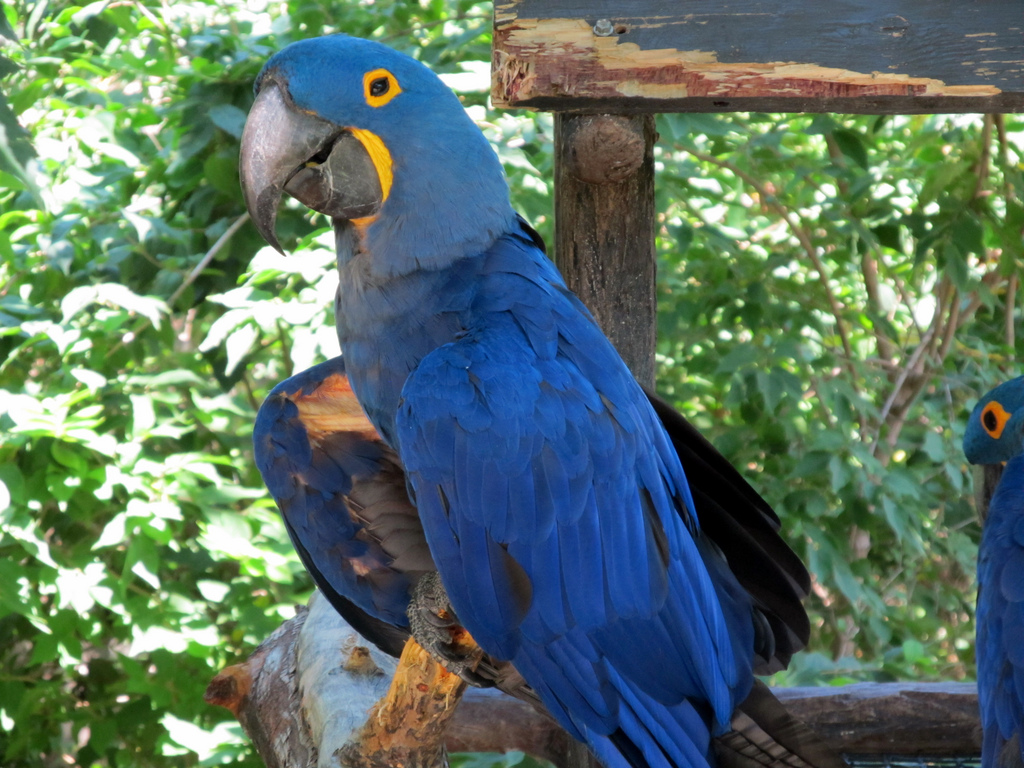 Hyacinth Macaw