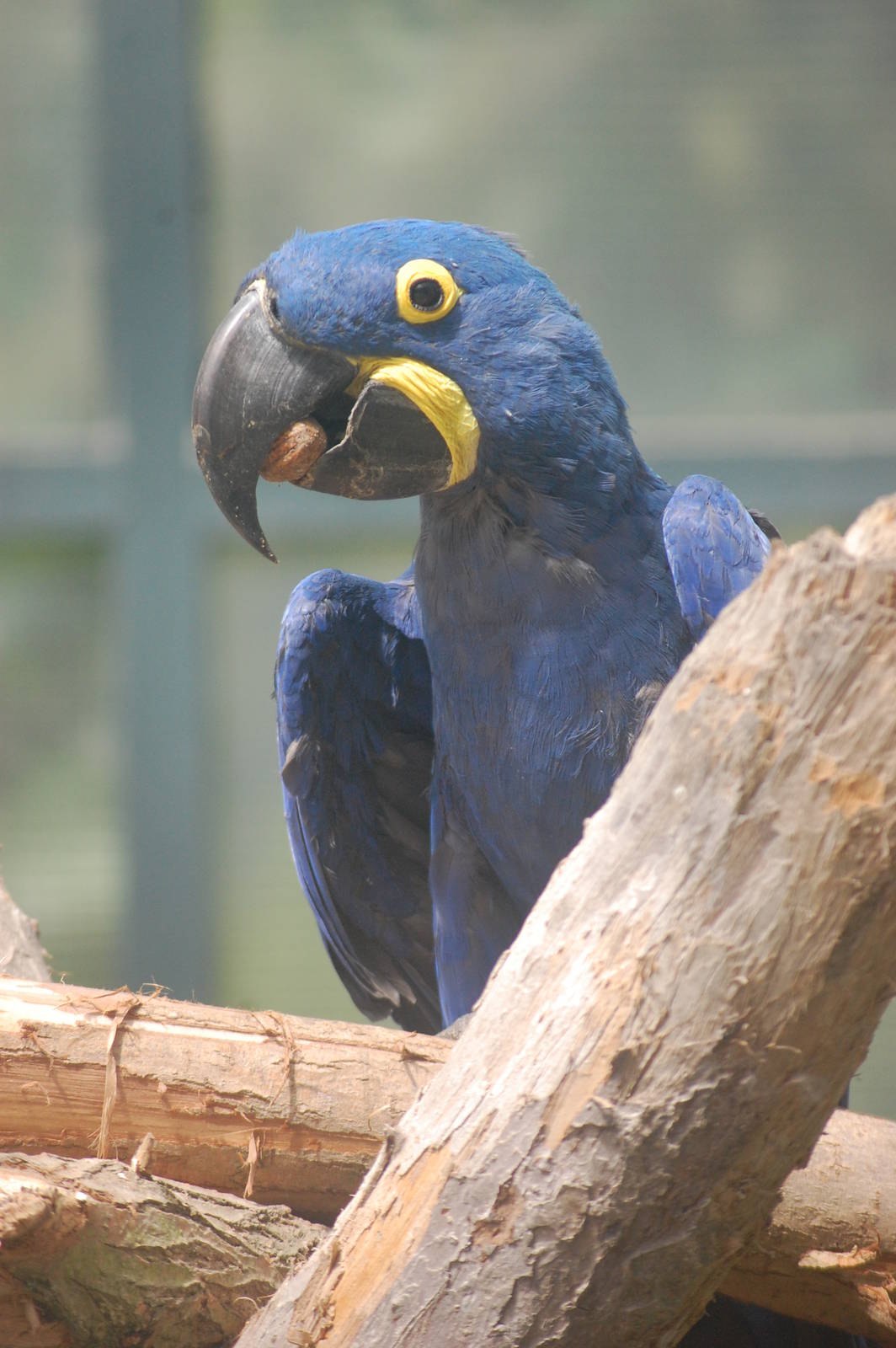 Hyacinth macaw