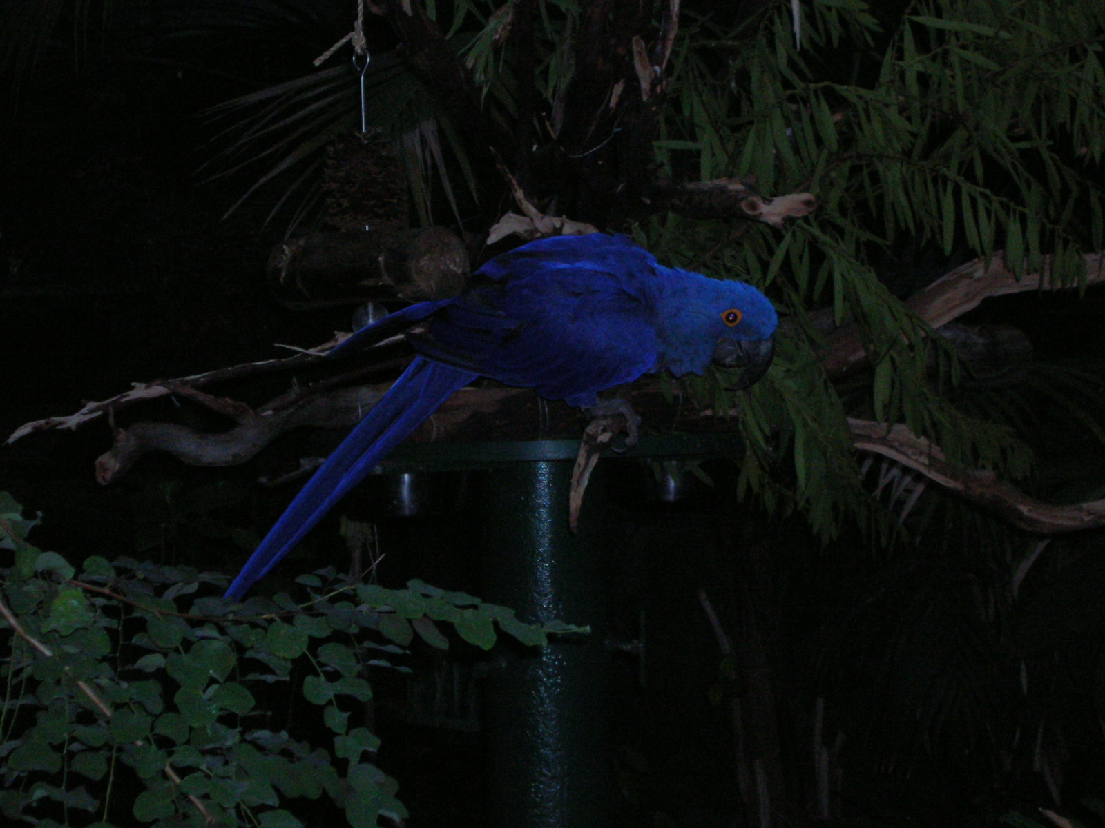 Hyacinth Macaw
