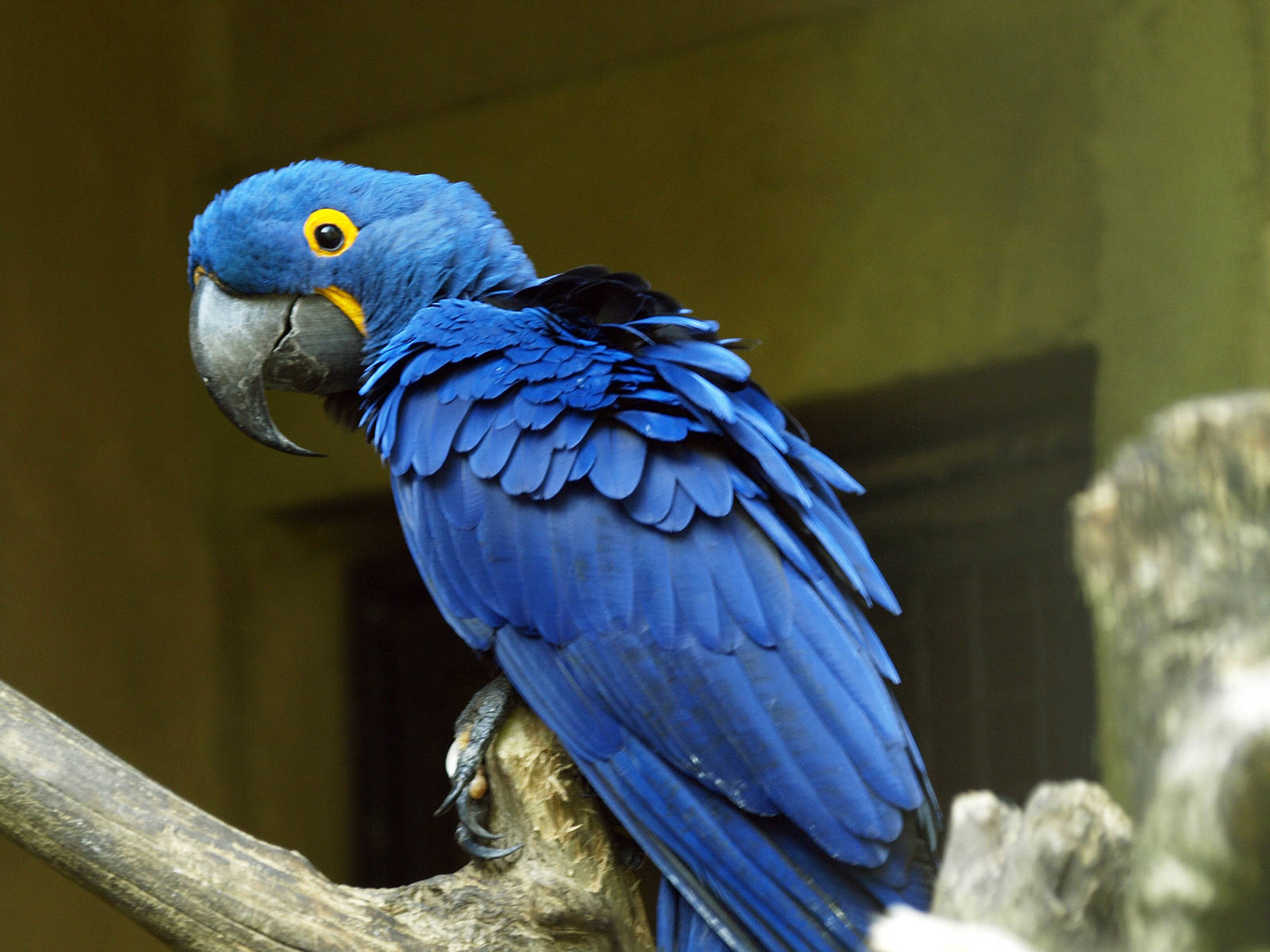 Hyacinth macaw
