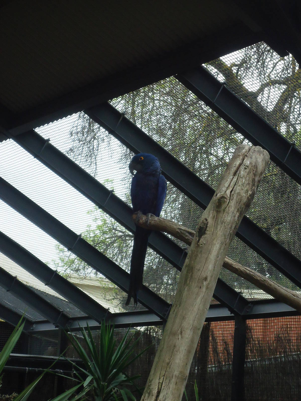 Hyacinth Macaw