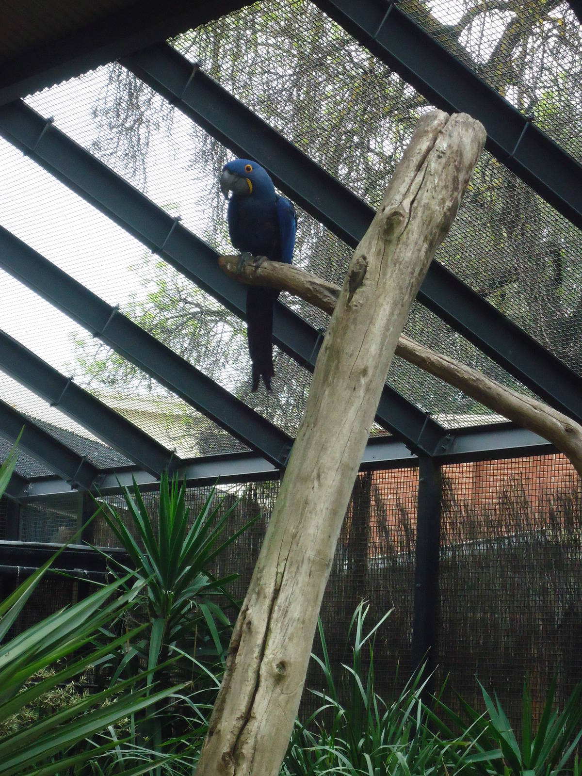 Hyacinth Macaw