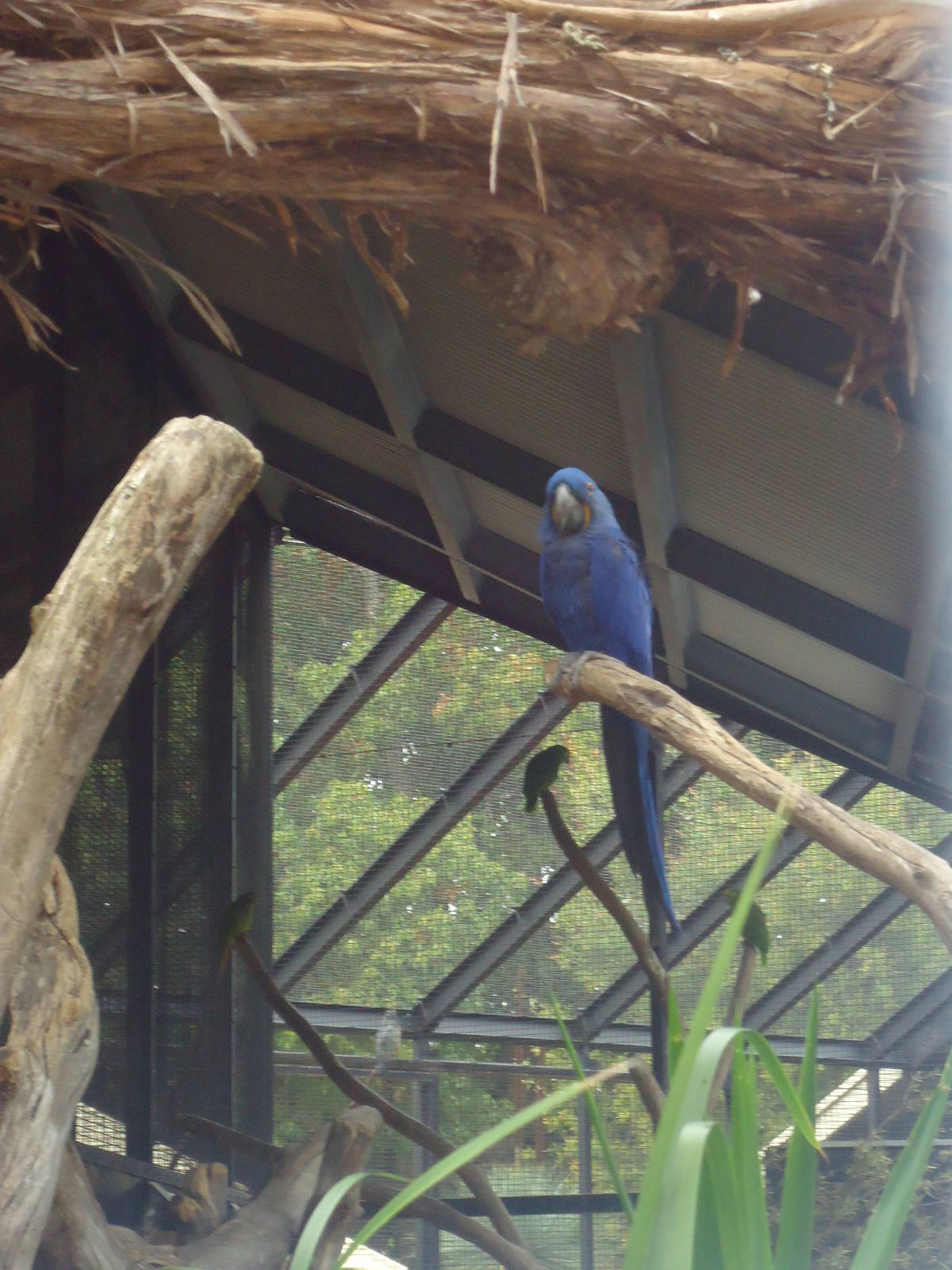 Hyacinth Macaw