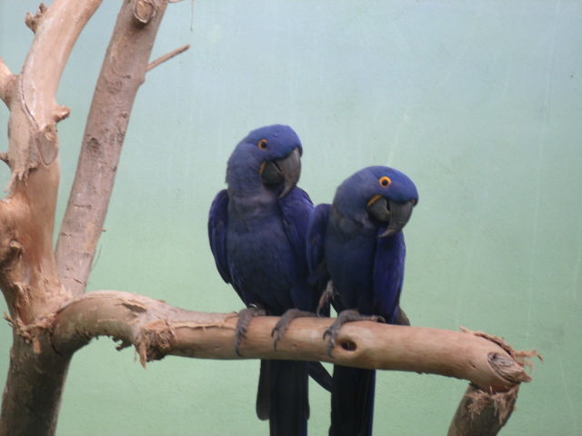 Hyacinth Macaw