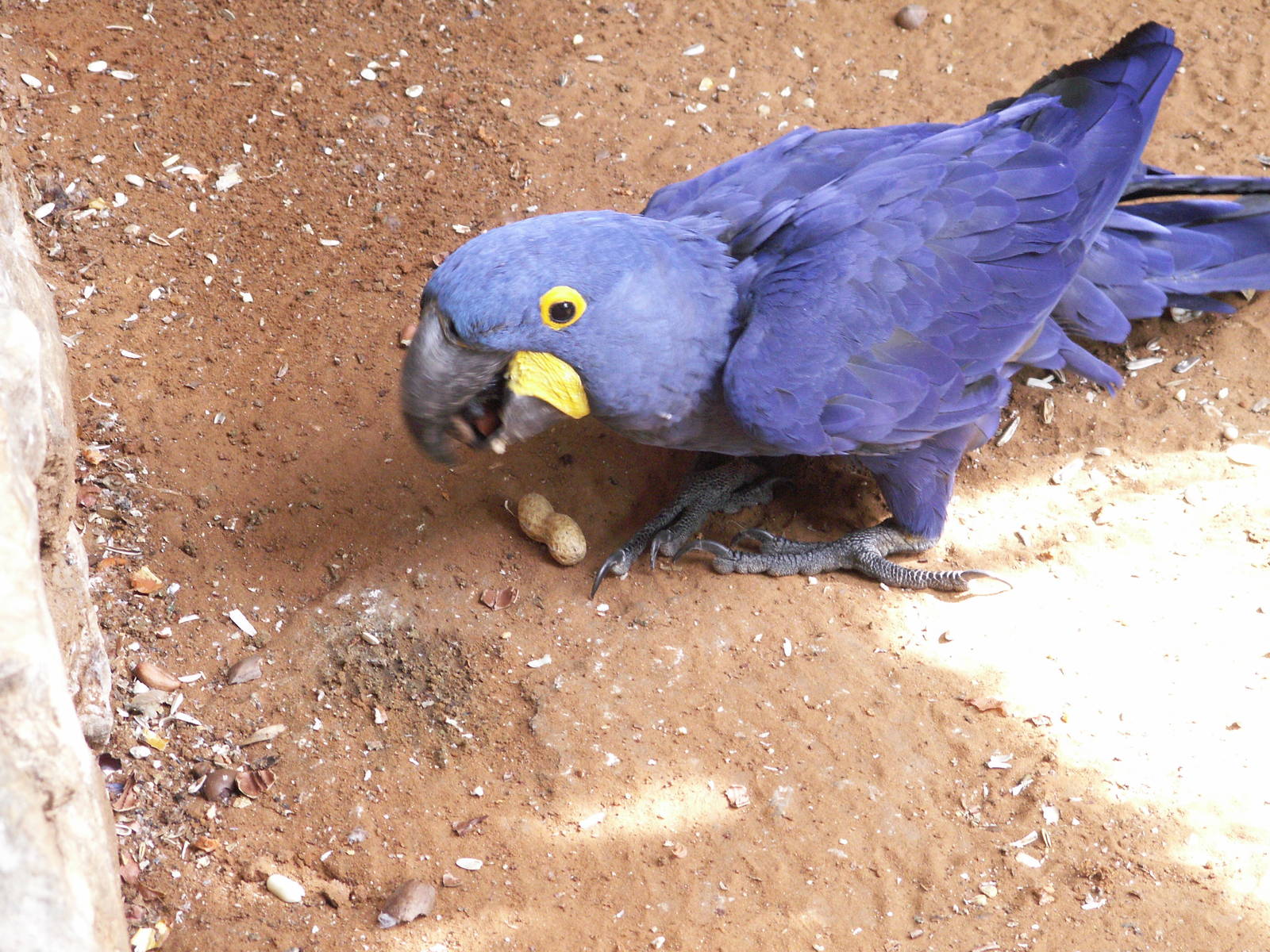 hyacinth macaw