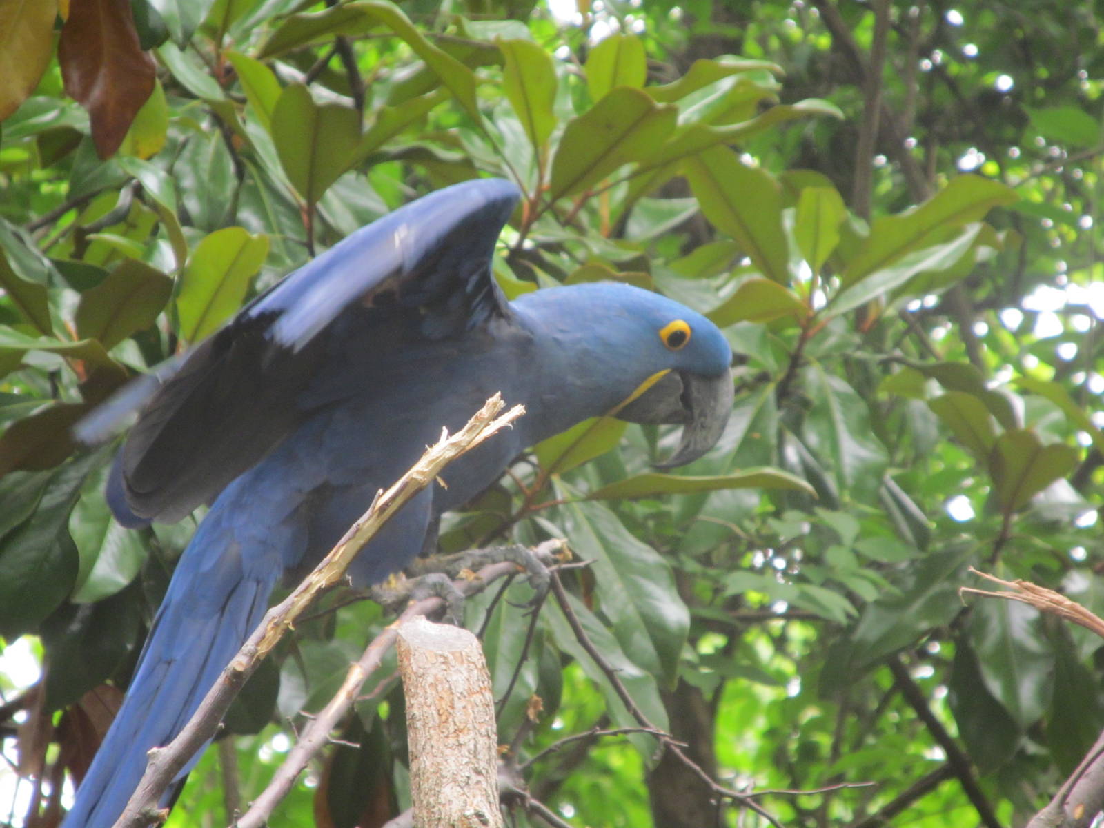 Hyacinth Macaw