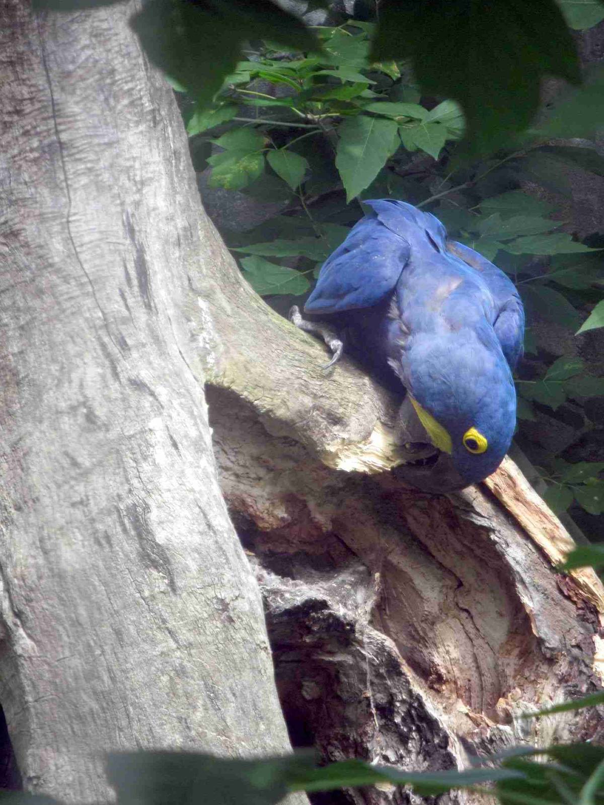 Hyacinth Macaw