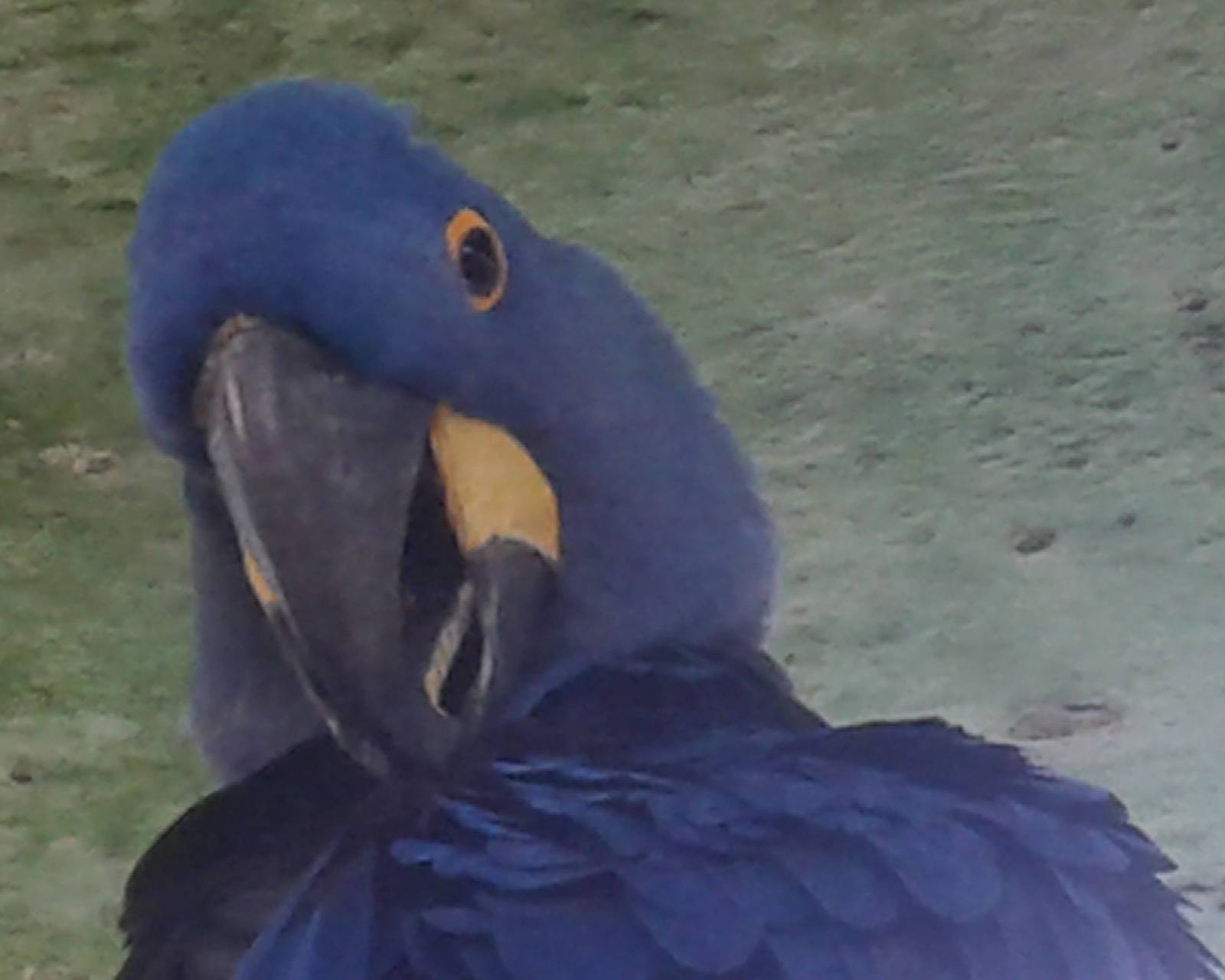 Hyacinth macaw
