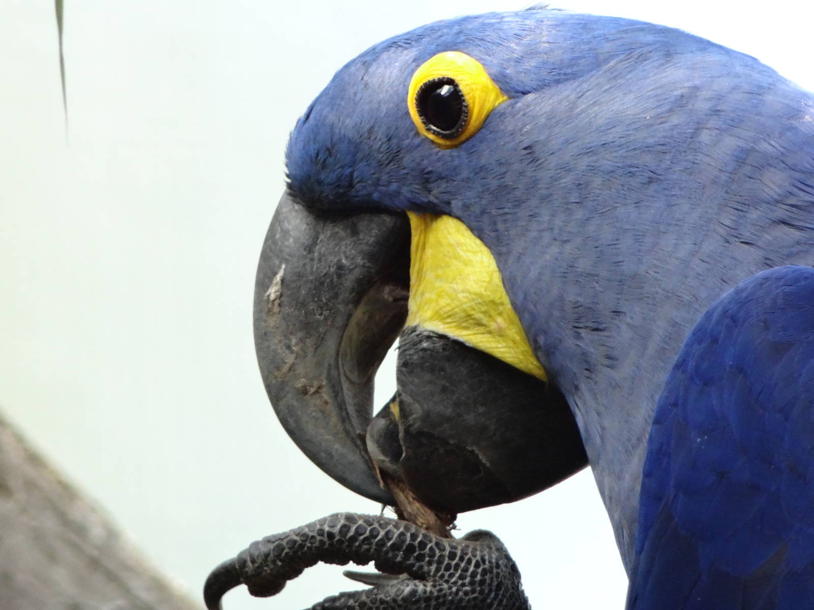 Hyacinth macaw