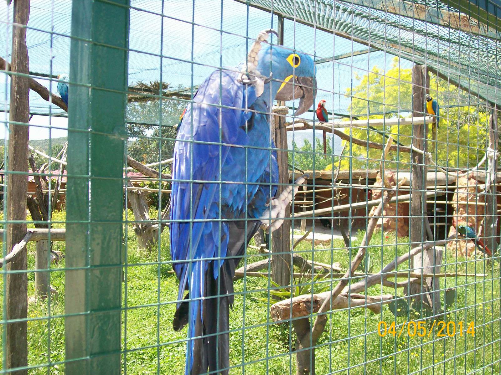 Hyacinth macaw