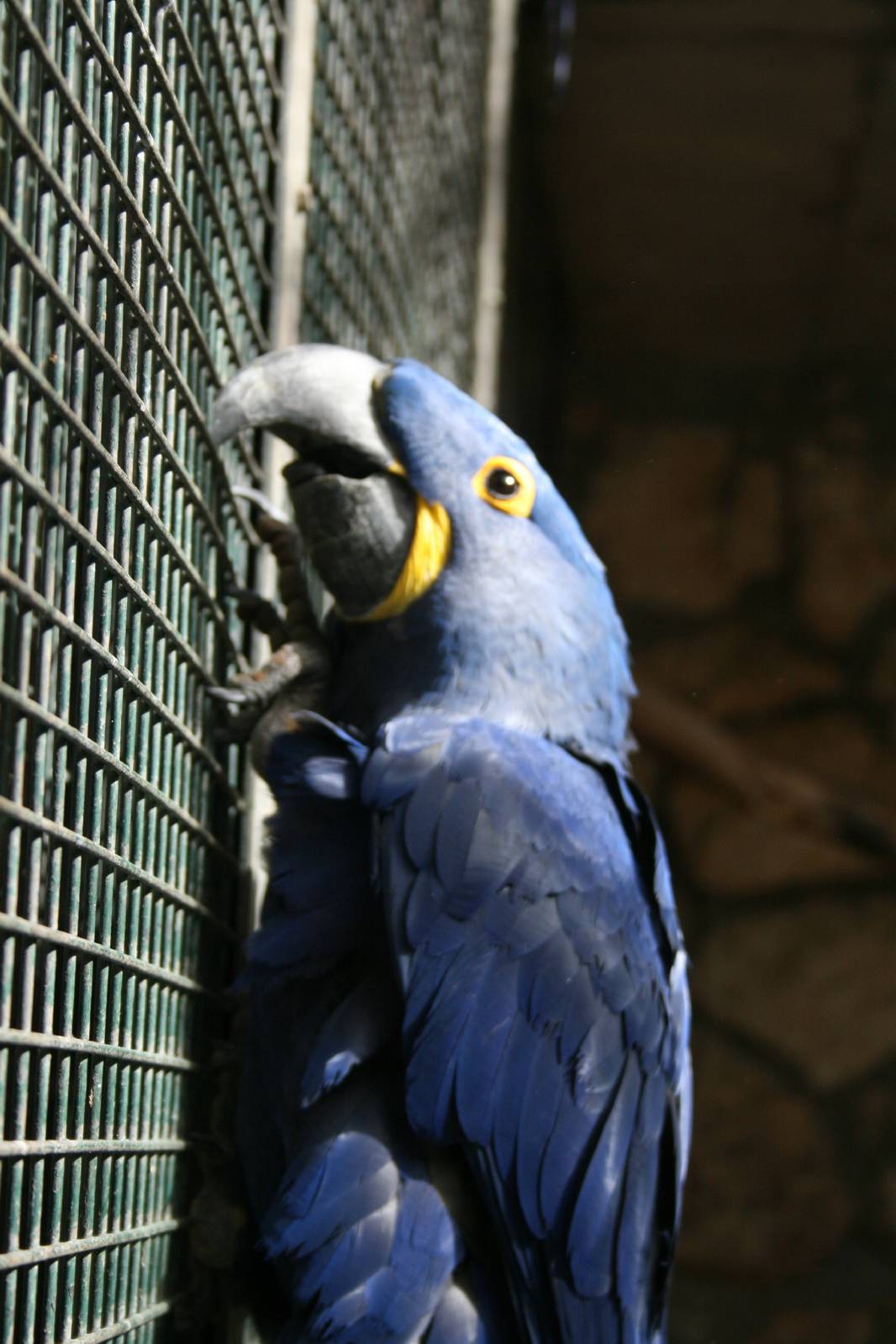 Hyacinth macaw